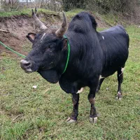 ورزاکوله خوشگل|حیوانات مزرعه|سنگر, |دیوار