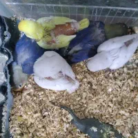 کوتوله موجود هست|پرنده|تربت جام, نظامی|دیوار