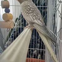 عروس‌‌ هلندی‌.وایت فیس.گل باقالی.ابلغ|پرنده|پاکدشت, پاکدشت (مامازند)|دیوار