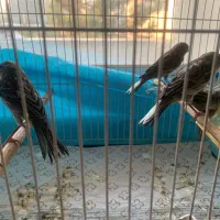 3تا قناری خوشگل