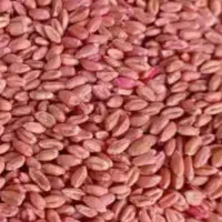 500کیلوگندم کوهدشت بجاری شده وکاه کندم دیم کیلو 20