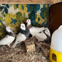 کبوتر طوقی با جوجه