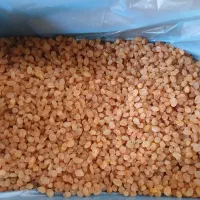 کشمش طلای افتابی خرمایی همه مدل موجود است|خوردنی و آشامیدنی|ماهدشت, |دیوار