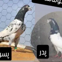 کله دم سبز تیدی نر ماده|پرنده|داران, |دیوار