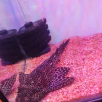 ماهی لجنخوار 20cmمعاوضه با بخاری آکواریوم