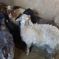 فروش گوسفند و بره نر پرواری و کود گوسفندی