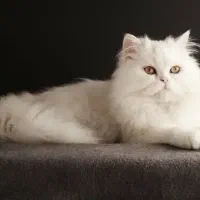گربه پرشین اسکاتیش سفید رنگ