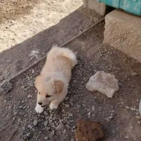 پاکوتاه مینیاتوری نر ریز اصیل نژاد دار جیبی