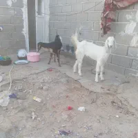 سیستان بلوچستان چابهار کمب للوه