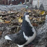 کبوتر شهری ماده