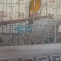 پرنده