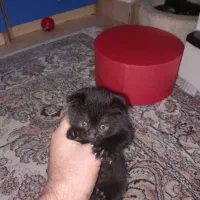 گربه اسکاتیش خاکستری رنگ ماده، با3 بچه گربه|گربه|تهران, آذری|دیوار