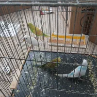 مرغ عشق جوانه