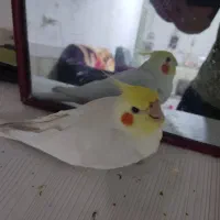 گمشده عروس هلندی