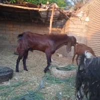 بز نر افغانی|حیوانات مزرعه|خرمشهر, |دیوار