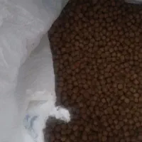 غذا ماهی