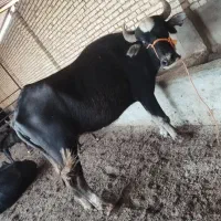 گامویش|حیوانات مزرعه|سوسنگرد, |دیوار