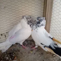کفتر دم سبز کاکلی