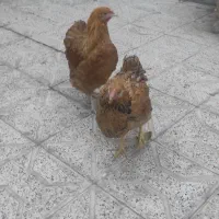 ویاندوت بوف|حیوانات مزرعه|مشهد, ویلاشهر|دیوار