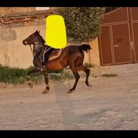 اسب مادیان|اسب و تجهیزات اسب‌سواری|اصفهان, آزادان|دیوار