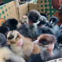 اردک بلک مرندی