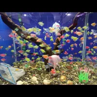 اکواریوم فروشی