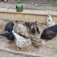 مرغ تخم گذار گلین