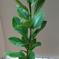 گل وگیاه آپارتمانی