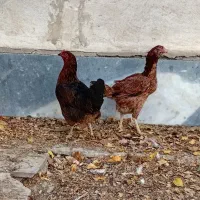 مرغ و بوقلمون|پرنده|اردبیل, |دیوار