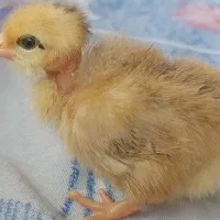 جوجه گردن لختی ، رنگی ، گلپایگان