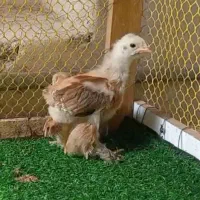 جوجه برهما و ایام سمانی ۲۵ روزه
