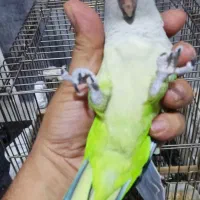 راهب