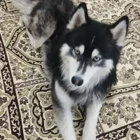 سگ هاسکی نر اصیل چشم یخی