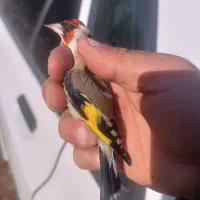 سهره پاییزه|پرنده|بروجرد, |دیوار