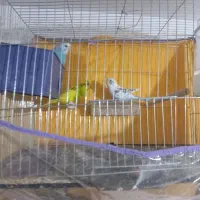 مرغ عشق|پرنده|بم, |دیوار