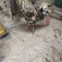 خروس گلین|حیوانات مزرعه|محمدیه-قزوین, |دیوار