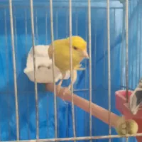 قناری|پرنده|مرند, |دیوار