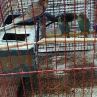 عروس هلندی با مرغ عشق|پرنده|بندر ماهشهر, |دیوار