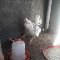 مرغ گلین با جوجه