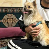 سگ پامرین روباهی