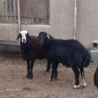 بره نژاد دار مخصوص قوچ