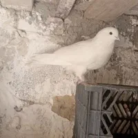 سفید پرشی|لباس|زابل, |دیوار