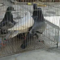 کفتر|پرنده|بیرجند, |دیوار