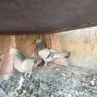 کبوتر اصفهانی کاغذی سینه طلای|پرنده|خمینی‌شهر, |دیوار