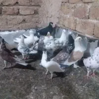 همه مدل گرفتنی باهم