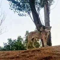 ماده سرابی درجه یک قیمت خیلی مناسب