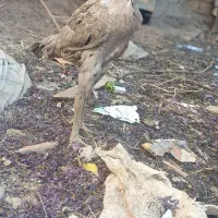 4عدد جوجه لاری نژاد افغان