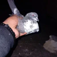 کفتر پرشی|پرنده|شهریار, شهرک امیریه|دیوار