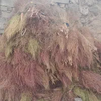 جارو محلی بلند همه یجا فقط ۶۰