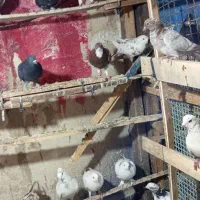 کفتر بجایی|پرنده|شهریار, شهریار|دیوار